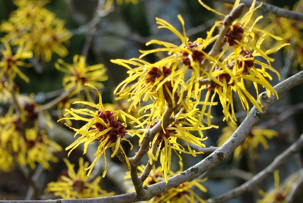 Unveiling the Power of Witch Hazel Extract in Skincare Formulation