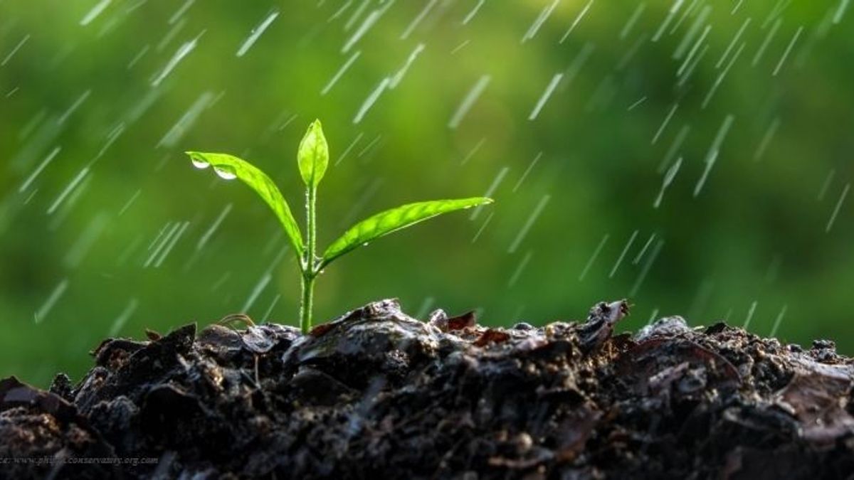 Science of Petrichor- Earth's Natural Scent