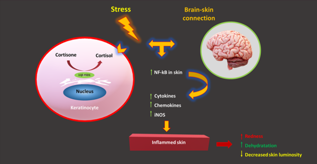 Neurocosmetics: A New Frontier in Skincare Formulation 