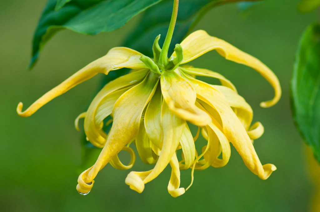 Comoros distillers harvesting ylang-ylang flowers and using energy-efficient stills for sustainable fragrance production