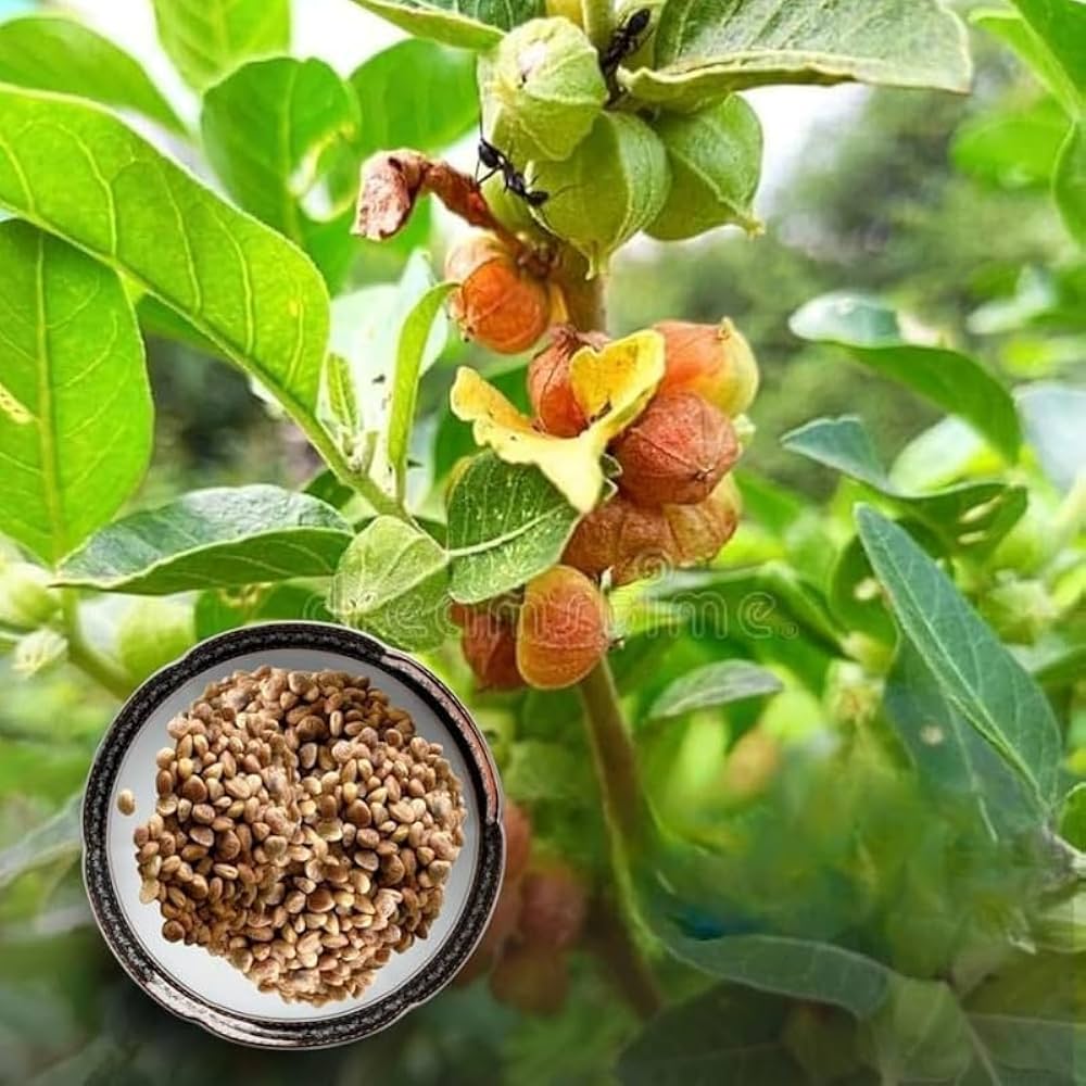 Ashwagandha presents A Dual-Action Adaptogen for Skin and Hair Health