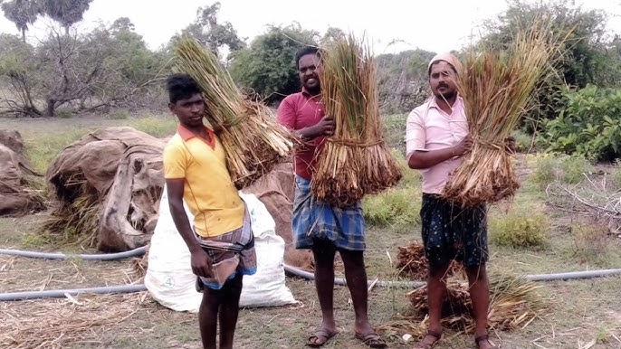 Aroma Mission: India’s Fragrant Revival, Rooted in Soil and Soul Aroma Mission: India’s Fragrant Revival, Rooted in Soil and Soul