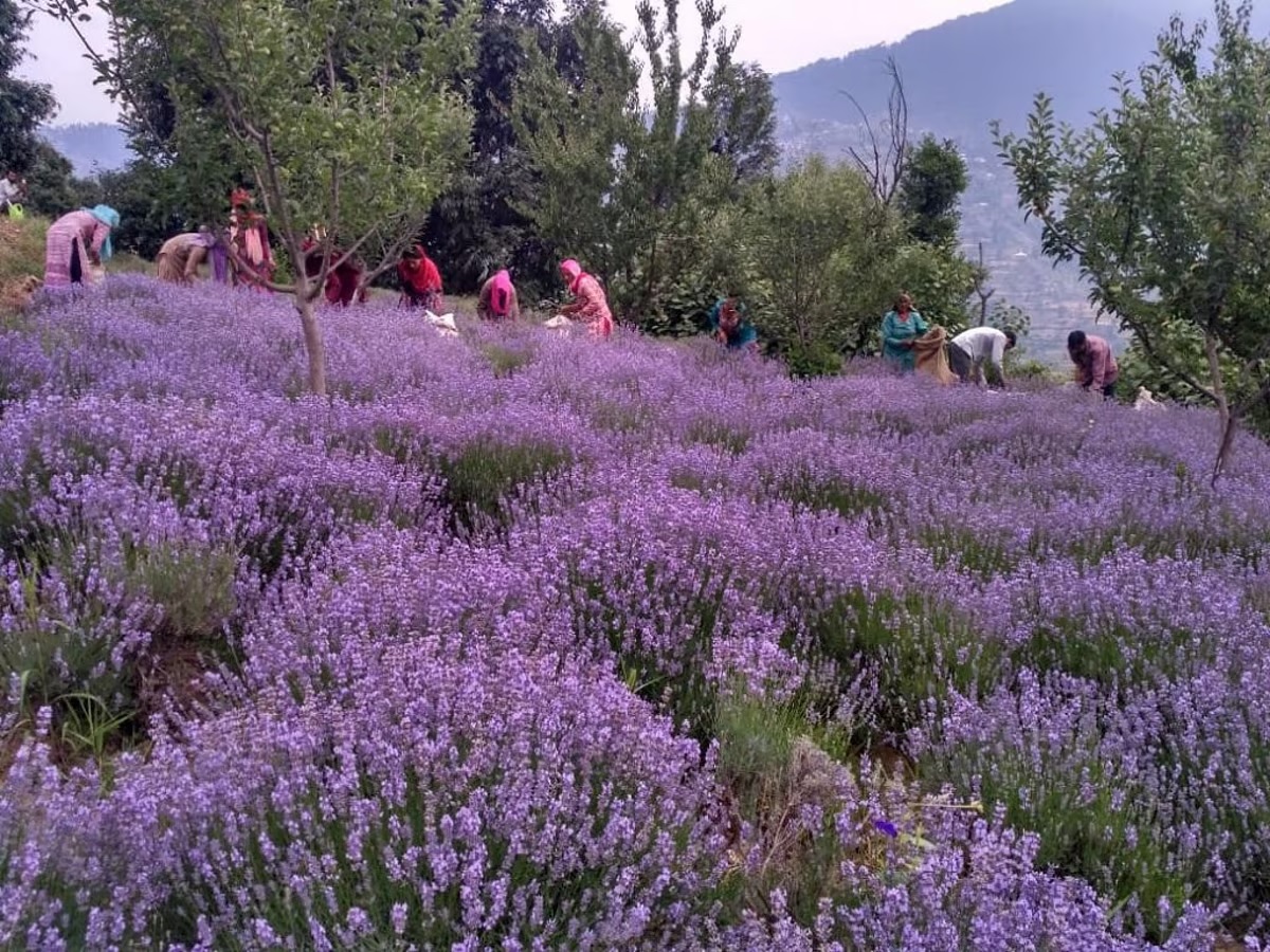 Aroma Mission: India’s Fragrant Revival, Rooted in Soil and Soul Aroma Mission: India’s Fragrant Revival, Rooted in Soil and Soul