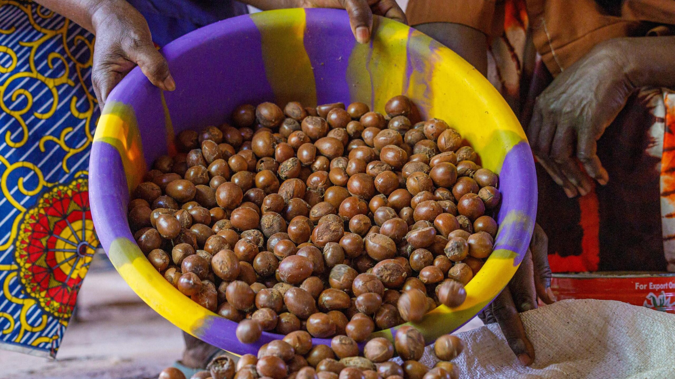 Nigeria shea nut harvest ban aims to boost local processing