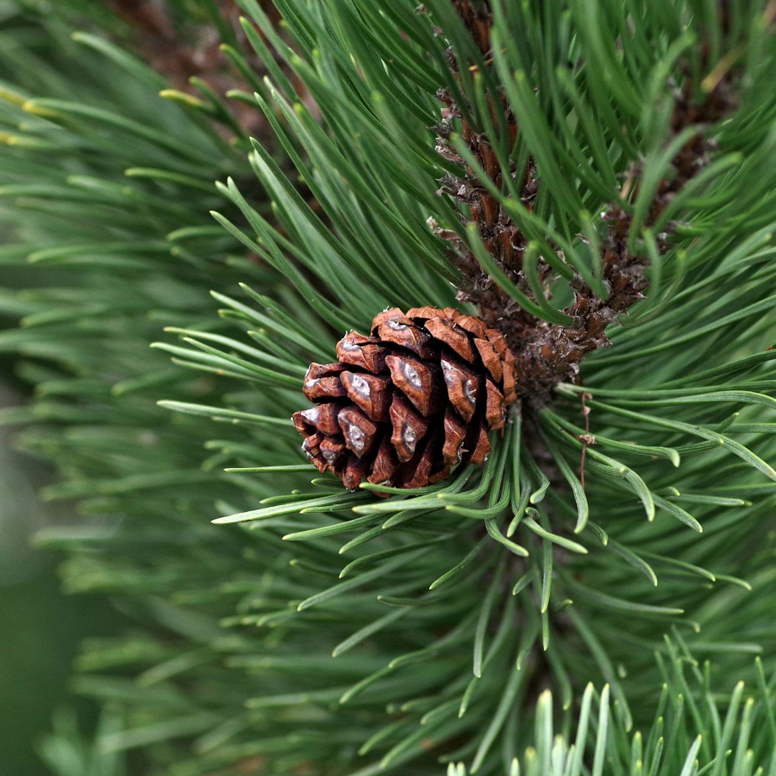 Top Indian Botanicals for Scent Branding