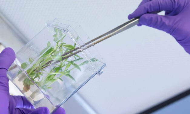 Evonik Establishes Botanicals & Natural Actives Segment