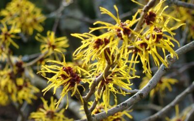 Unveiling the Power of Witch Hazel Extract in Skincare Formulation