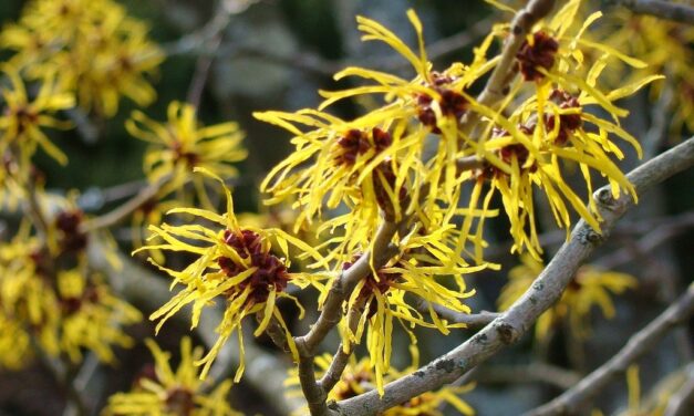 Unveiling the Power of Witch Hazel Extract in Skincare Formulation