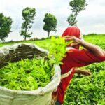 Tea-Based Skin Care: Leading the Green Revolution in Beauty