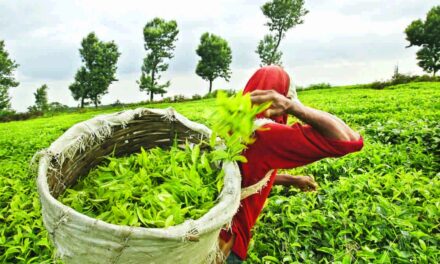 Tea-Based Skin Care: Leading the Green Revolution in Beauty