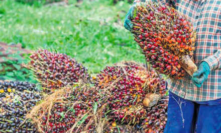 Hindustan Unilever Reduces Palm Oil Consumption with Stratos Innovation