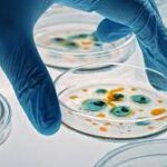 L’Oréal Unveils Breakthrough in Anti-Aging Skincare with Crystallized Live Probiotics