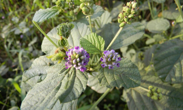 Bakusylan: The Next-Gen Ally in Plant-Based Skincare Innovation