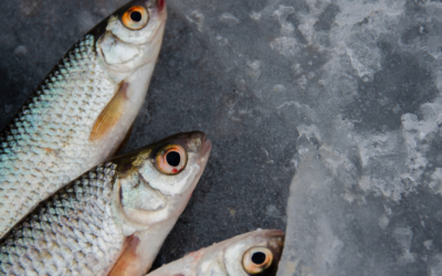 K-Beauty Dives Deeper with Fish Gut Bacteria promise