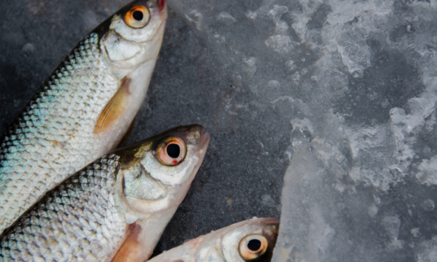 K-Beauty Dives Deeper with Fish Gut Bacteria promise