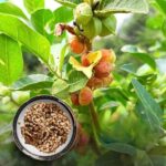 Ashwagandha presents A Dual-Action Adaptogen for Skin and Hair Health