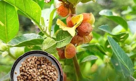 Ashwagandha presents A Dual-Action Adaptogen for Skin and Hair Health