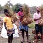 Aroma Mission: India’s Fragrant Revival, Rooted in Soil and Soul