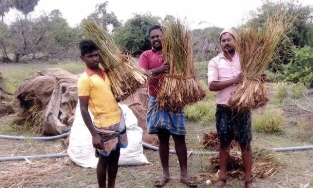Aroma Mission: India’s Fragrant Revival, Rooted in Soil and Soul