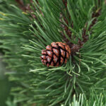 Top Indian Botanicals for Scent Branding