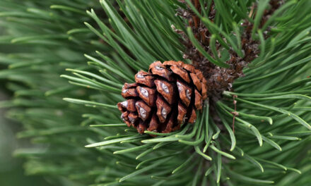 Top Indian Botanicals for Scent Branding