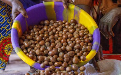 Nigeria imposes a six-month ban on the export of raw shea nuts