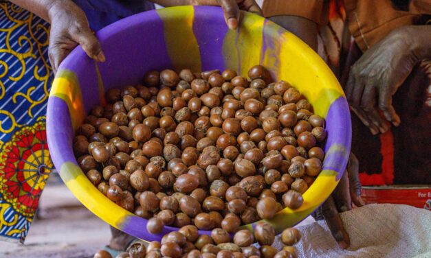 Nigeria imposes a six-month ban on the export of raw shea nuts